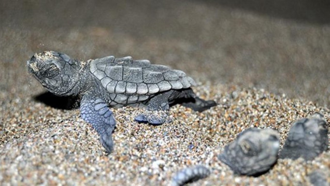 Foto - Avrupa'nın en iyisi seçilmişti: 40 bini denizle buluşturuldu!
