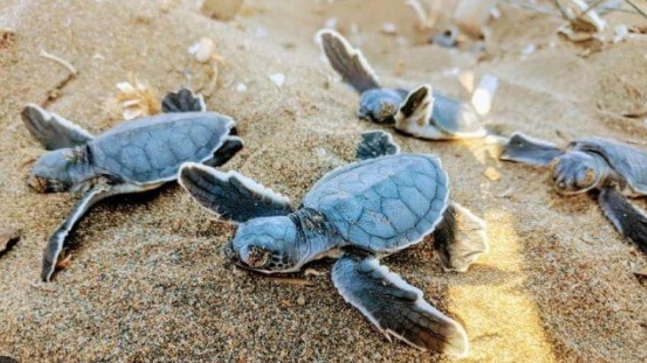 Foto - Avrupa'nın en iyisi seçilmişti: 40 bini denizle buluşturuldu!