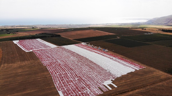 Foto - Avrupa'ya domates o ilimizden gidiyor