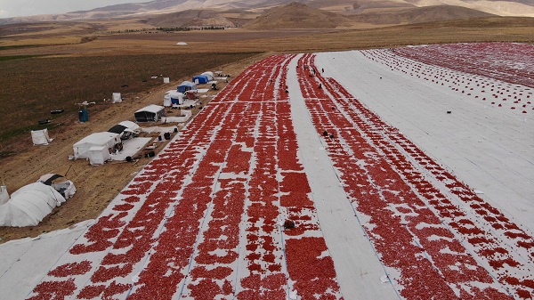 Foto - Avrupa'ya domates o ilimizden gidiyor