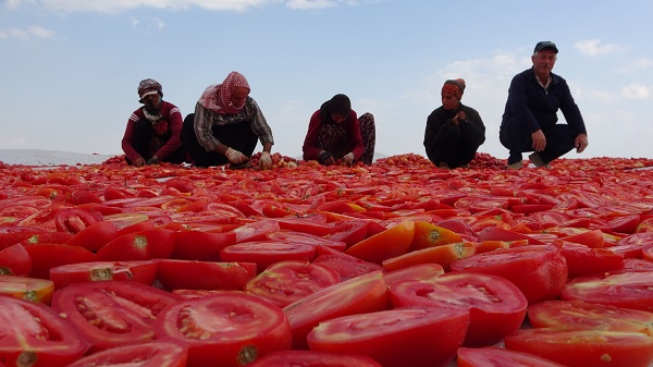 Foto - Avrupa'ya domates o ilimizden gidiyor