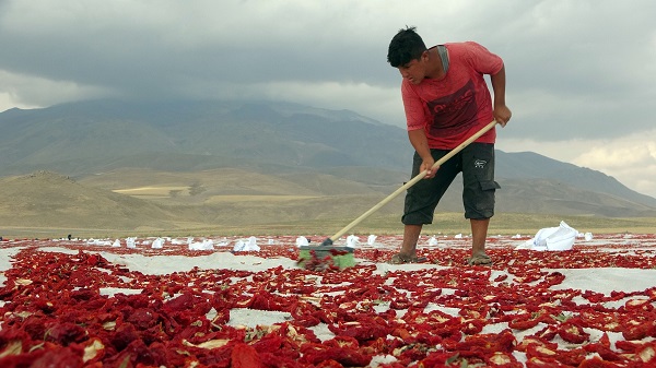 Foto - Avrupa'ya domates o ilimizden gidiyor