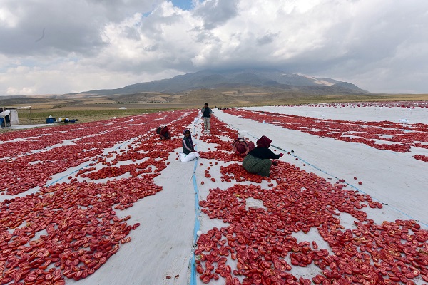 Foto - Avrupa'ya domates o ilimizden gidiyor