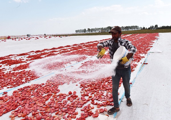 Foto - Avrupa'ya domates o ilimizden gidiyor