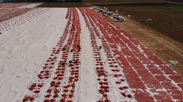 Foto - Avrupa'ya domates o ilimizden gidiyor