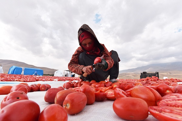 Foto - Avrupa'ya domates o ilimizden gidiyor