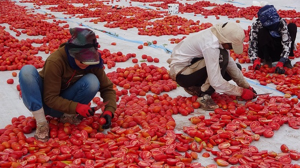 Foto - Avrupa'ya domates o ilimizden gidiyor
