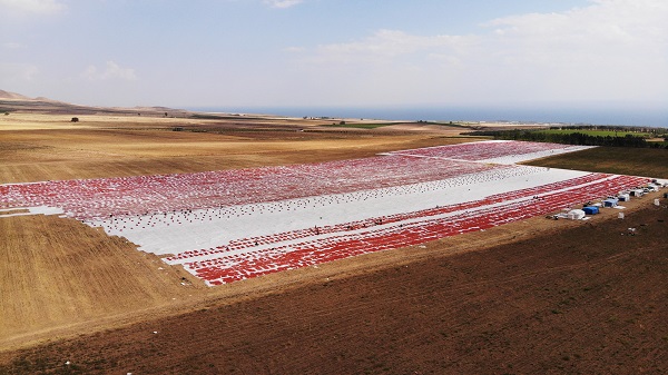 Foto - Avrupa'ya domates o ilimizden gidiyor
