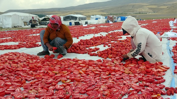 Foto - Avrupa'ya domates o ilimizden gidiyor