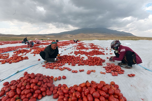 Foto - Avrupa'ya domates o ilimizden gidiyor