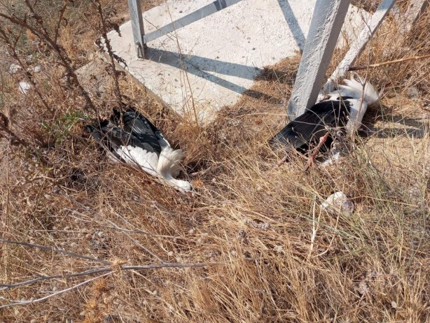 Foto - Avşa Adası'nda iki günde iki orman yangını! Birine leylek sürüsü birine sigara sebep oldu