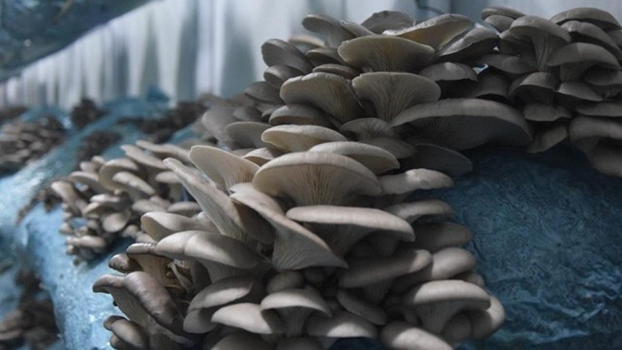 Foto - Avukatlığı bırakıp apar topar bu işe başladı! Kazancını bir ayda tamı tamına 8’e katladı