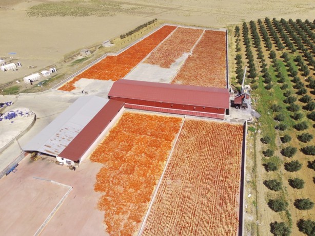 Foto - Avukatlığı bıraktı, biber işleme tesisi kurdu