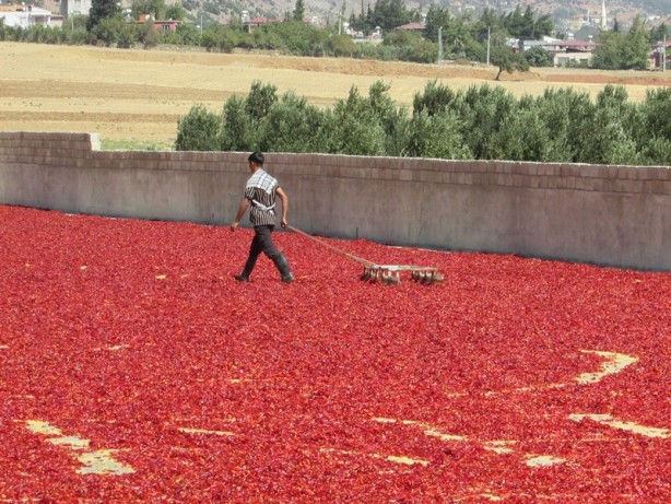Foto - Avukatlığı bıraktı, biber işleme tesisi kurdu
