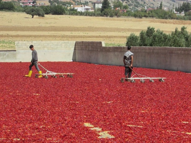 Avukatlığı bıraktı, biber işleme tesisi kurdu