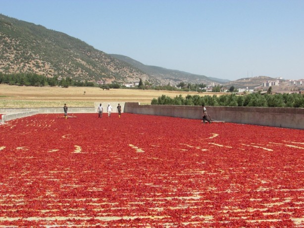 Foto - Avukatlığı bıraktı, biber işleme tesisi kurdu