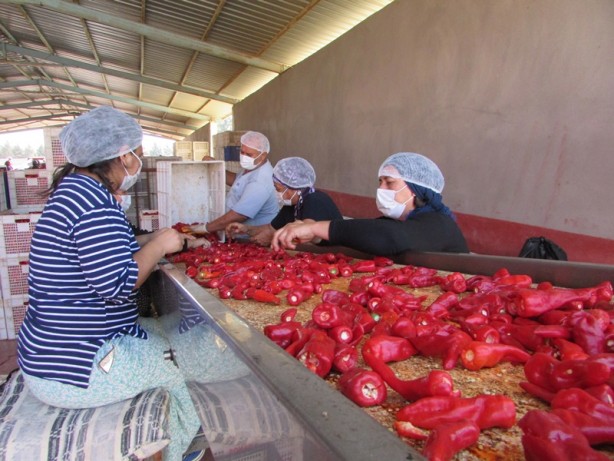 Foto - Avukatlığı bıraktı, biber işleme tesisi kurdu