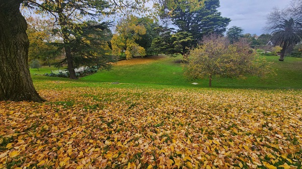 Foto - Avustralya'da sonbahar güzelliği yaşanıyor