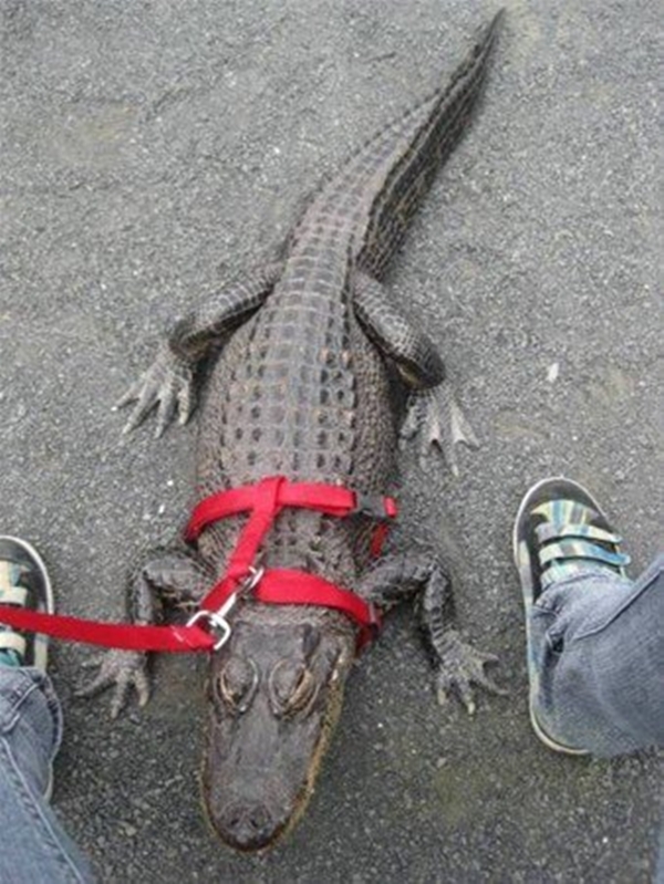 Foto - Avustralya'dan çılgın görüntüler