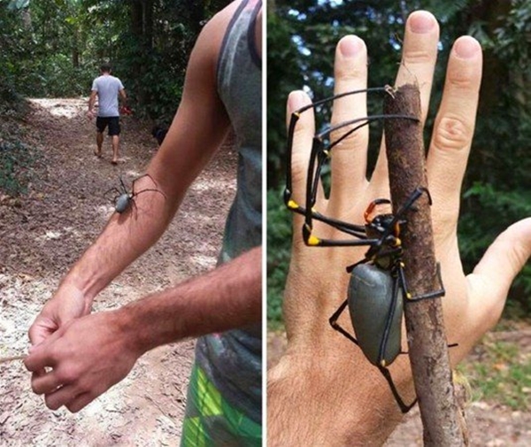 Foto - Avustralya'dan çılgın görüntüler