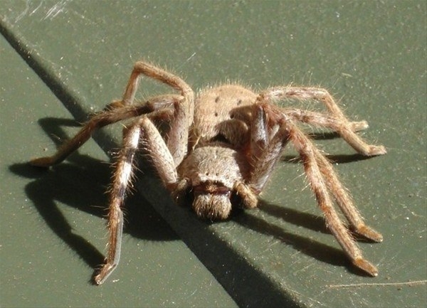 Foto - Avustralya'dan çılgın görüntüler