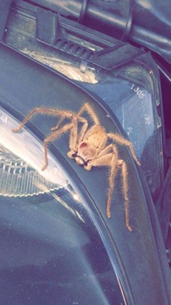 Foto - Avustralya'dan çılgın görüntüler