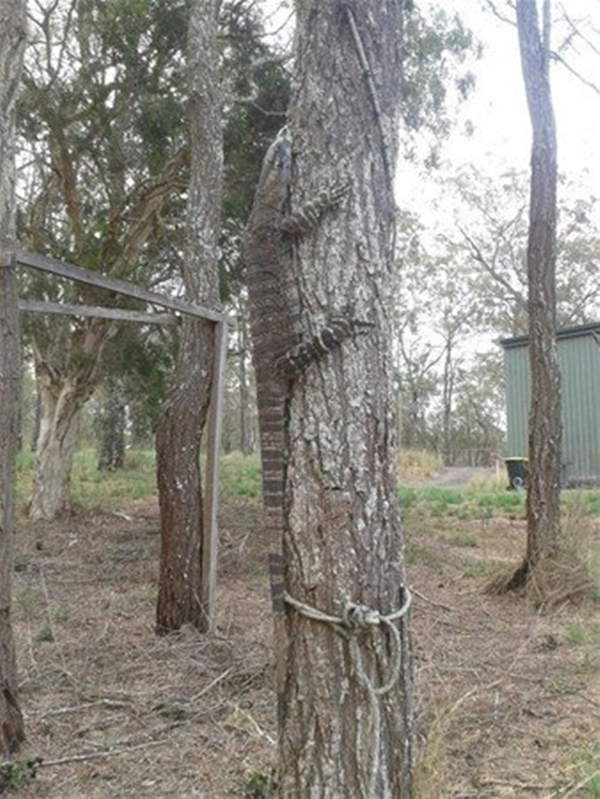 Foto - Avustralya'dan çılgın görüntüler