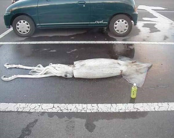 Foto - Avustralya'dan çılgın görüntüler