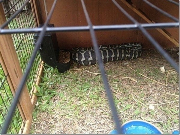 Foto - Avustralya'dan çılgın görüntüler