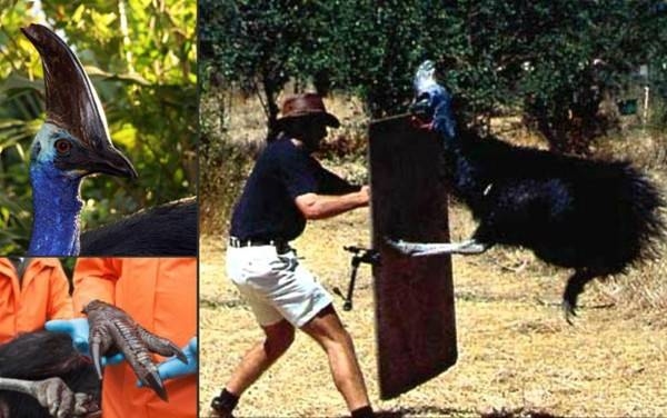 Foto - Avustralya'dan çılgın görüntüler