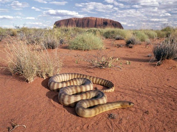 Foto - Avustralya'dan çılgın görüntüler