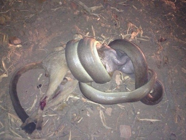 Foto - Avustralya'dan çılgın görüntüler