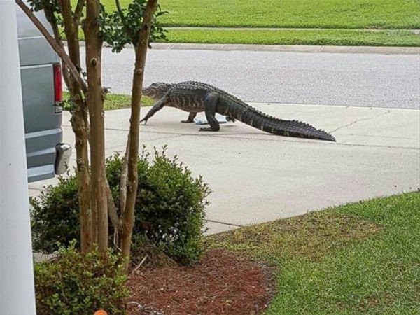 Foto - Avustralya'dan çılgın görüntüler