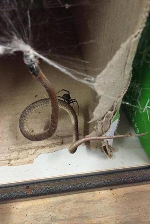 Foto - Avustralya'dan çılgın görüntüler