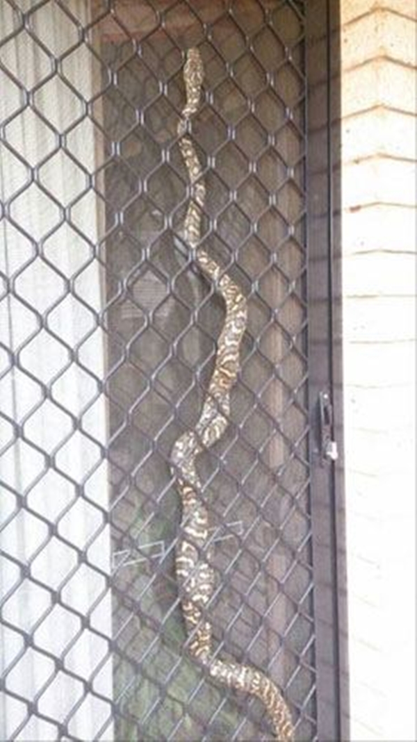 Foto - Avustralya'dan çılgın görüntüler