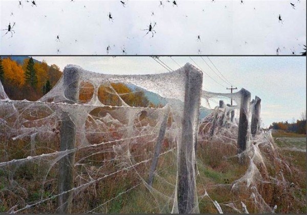 Foto - Avustralya'dan çılgın görüntüler