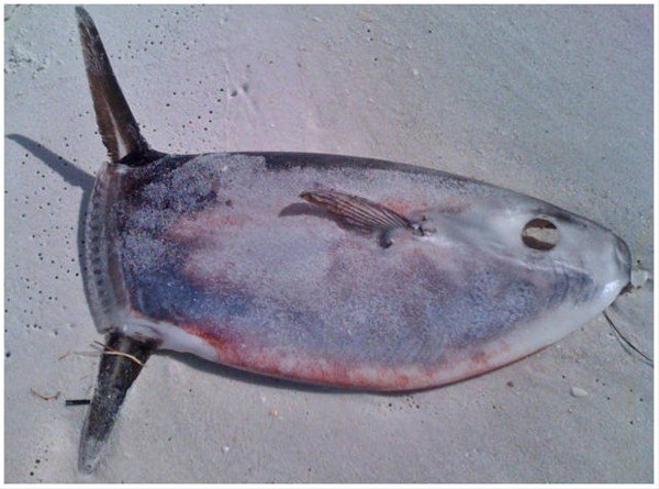 Foto - Avustralya'dan çılgın görüntüler