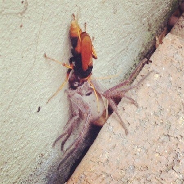 Foto - Avustralya'dan çılgın görüntüler