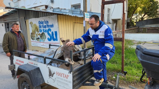 Ayağı kırılınca sahipleri tarafından terk edilen eşek tedaviye alındı!