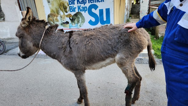 Foto - Ayağı kırılınca sahipleri tarafından terk edilen eşek tedaviye alındı!