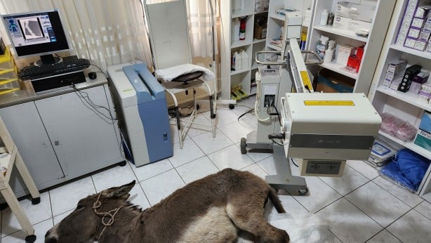 Foto - Ayağı kırılınca sahipleri tarafından terk edilen eşek tedaviye alındı!