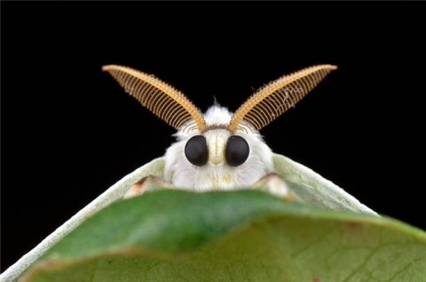 Foto - Öğrenince şok olacaksınız! Salatalık ile hayatınızı kolaylaştırın