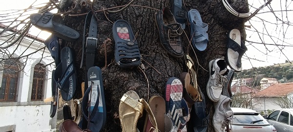 Foto - Ayakkabısını kaybeden bu ağaca koşuyor