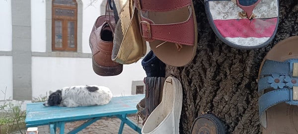 Ayakkabısını kaybeden bu ağaca koşuyor