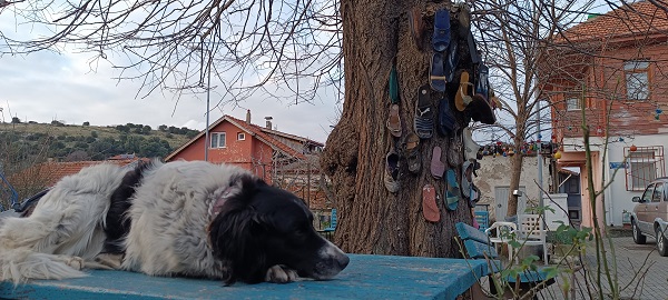 Foto - Ayakkabısını kaybeden bu ağaca koşuyor