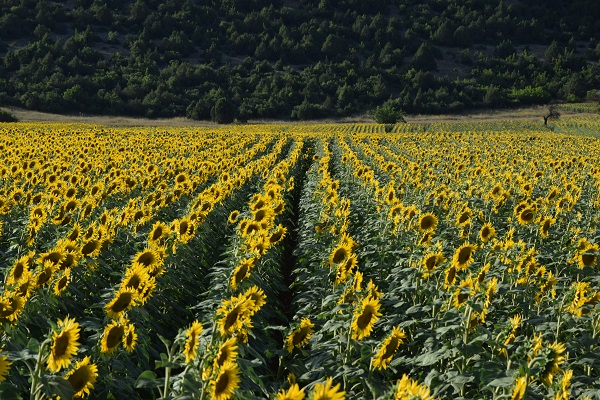 Foto - Ayçiçeği tarlaları sarının tonlarına büründü