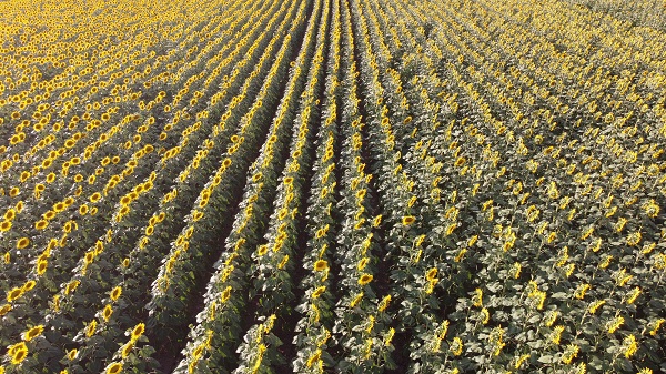 Foto - Ayçiçeği tarlaları sarının tonlarına büründü