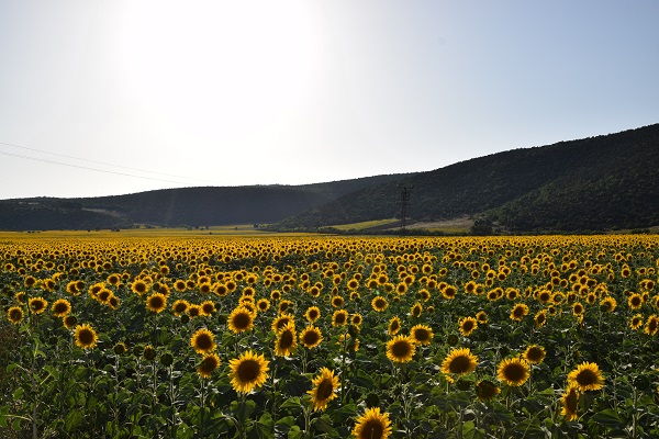 Foto - Ayçiçeği tarlaları sarının tonlarına büründü
