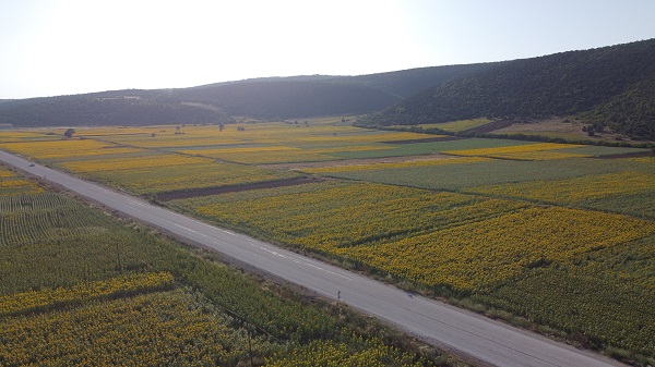 Foto - Ayçiçeği tarlaları sarının tonlarına büründü