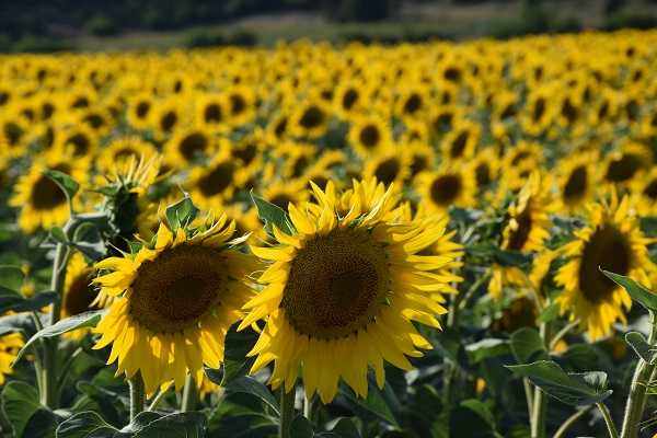 Ayçiçeği tarlaları sarının tonlarına büründü